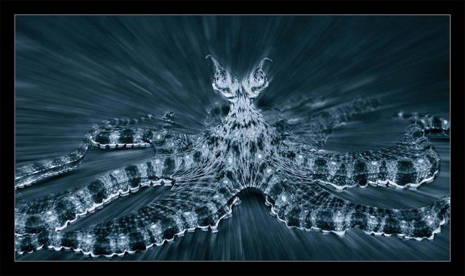 мимик, октопус, осьминог, индонезия, Нарчук Андрей