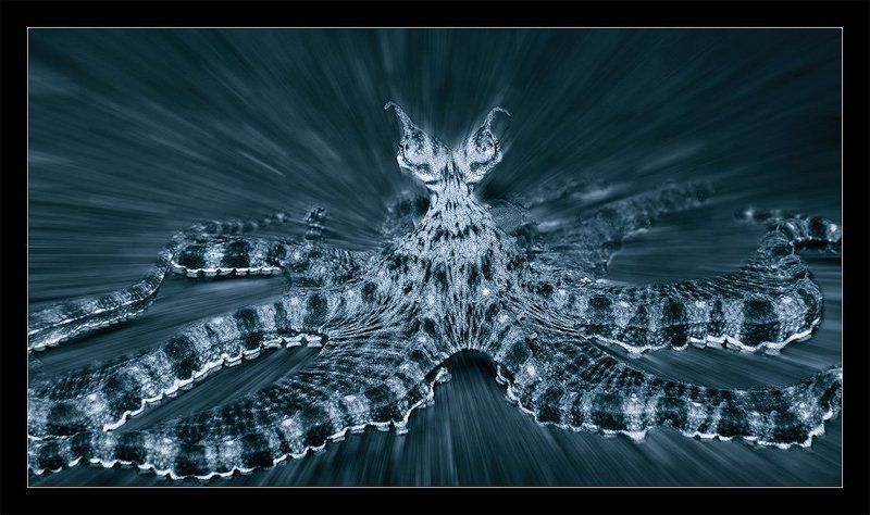 мимик, октопус, осьминог, индонезия Мимик фото превью