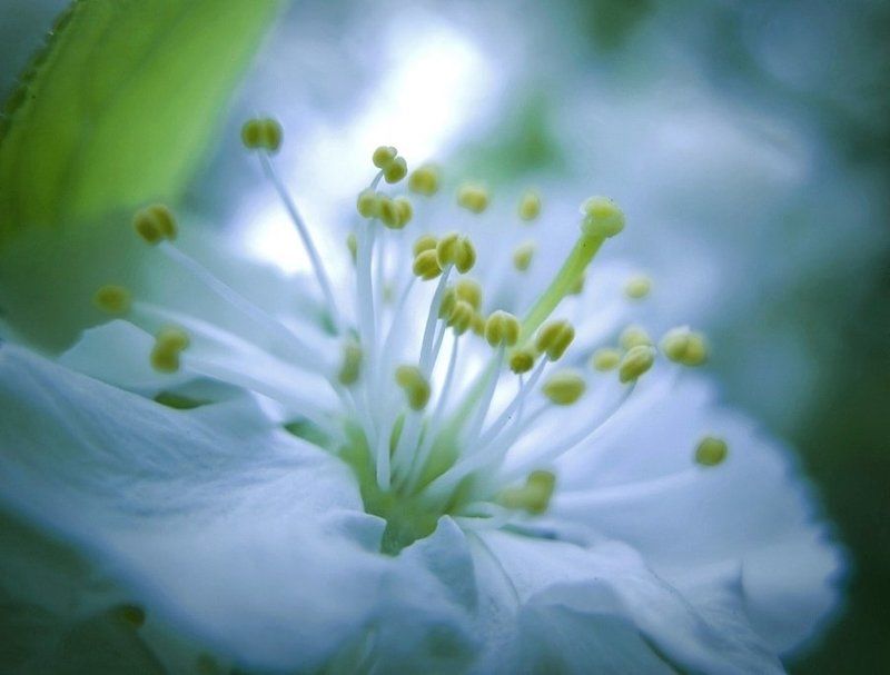 .......когда я одна в сердце леденящая весна.... фото превью