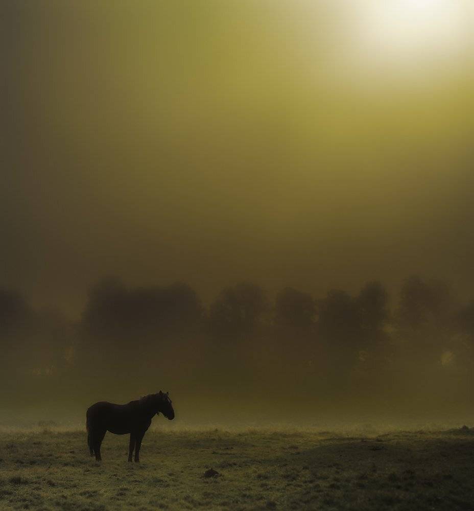безмолвие,туман,утро, Александр Титаренко