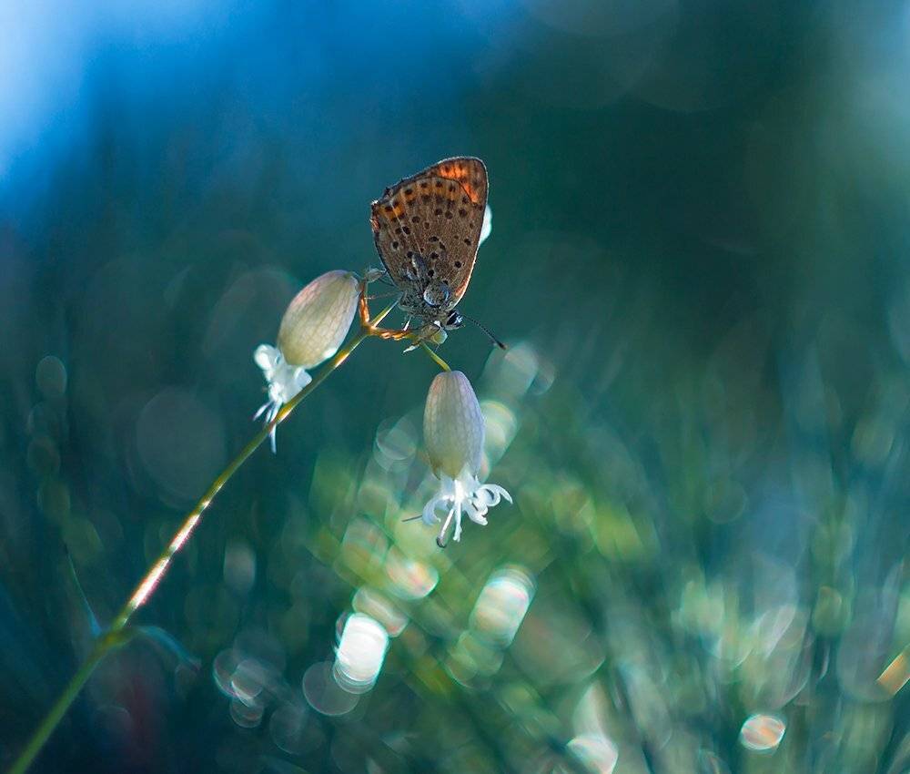 , Pawel Plucinski