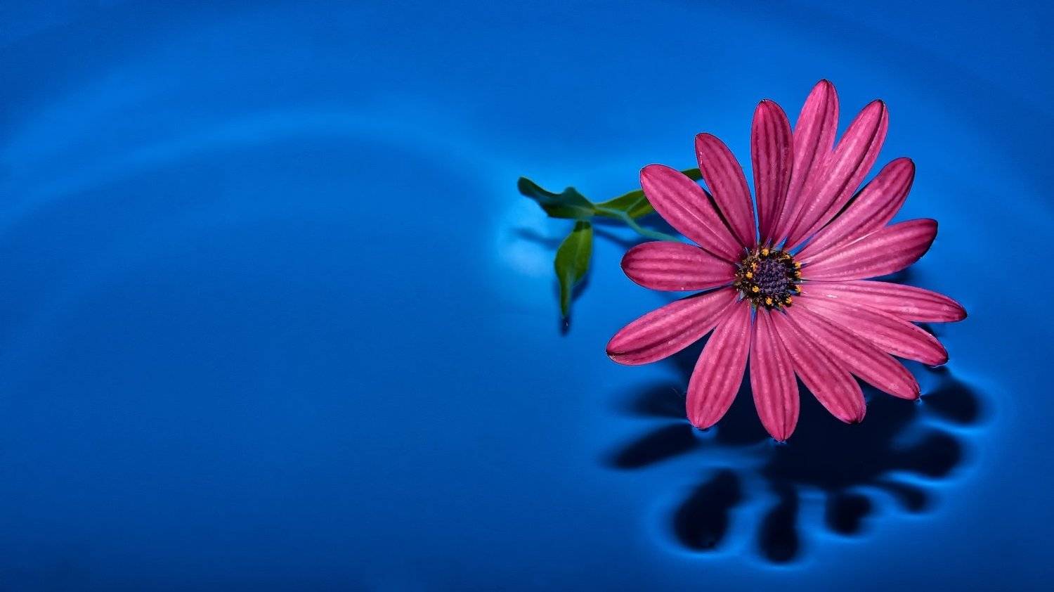 art, blue, background, bright, blossom, city life, close-up, delicate, Estonia, Europe, flower, garden, macro, nature, outdoor, simplicity, spring, Tallinn, urban, frangible, color, colorful, plant, water, shadow, still life, softness, alone, red, green, , Эдуард Горобец