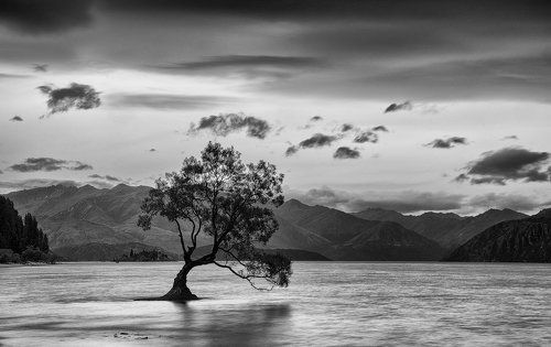 То самое дерево