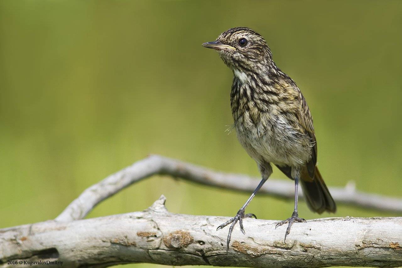 , Дмитрий Кугувалов