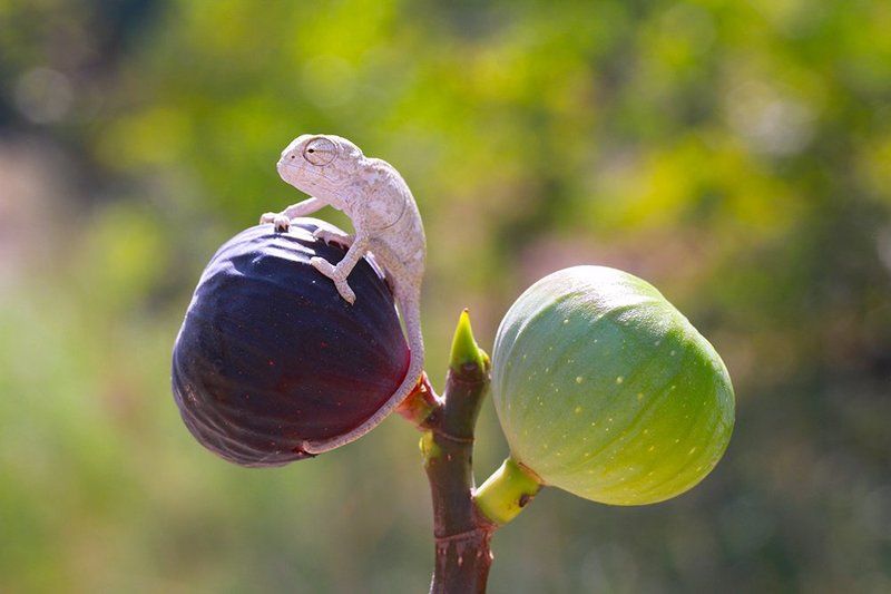 nature,babychameleon,lights,canon,cute,animla This is my fig фото превью