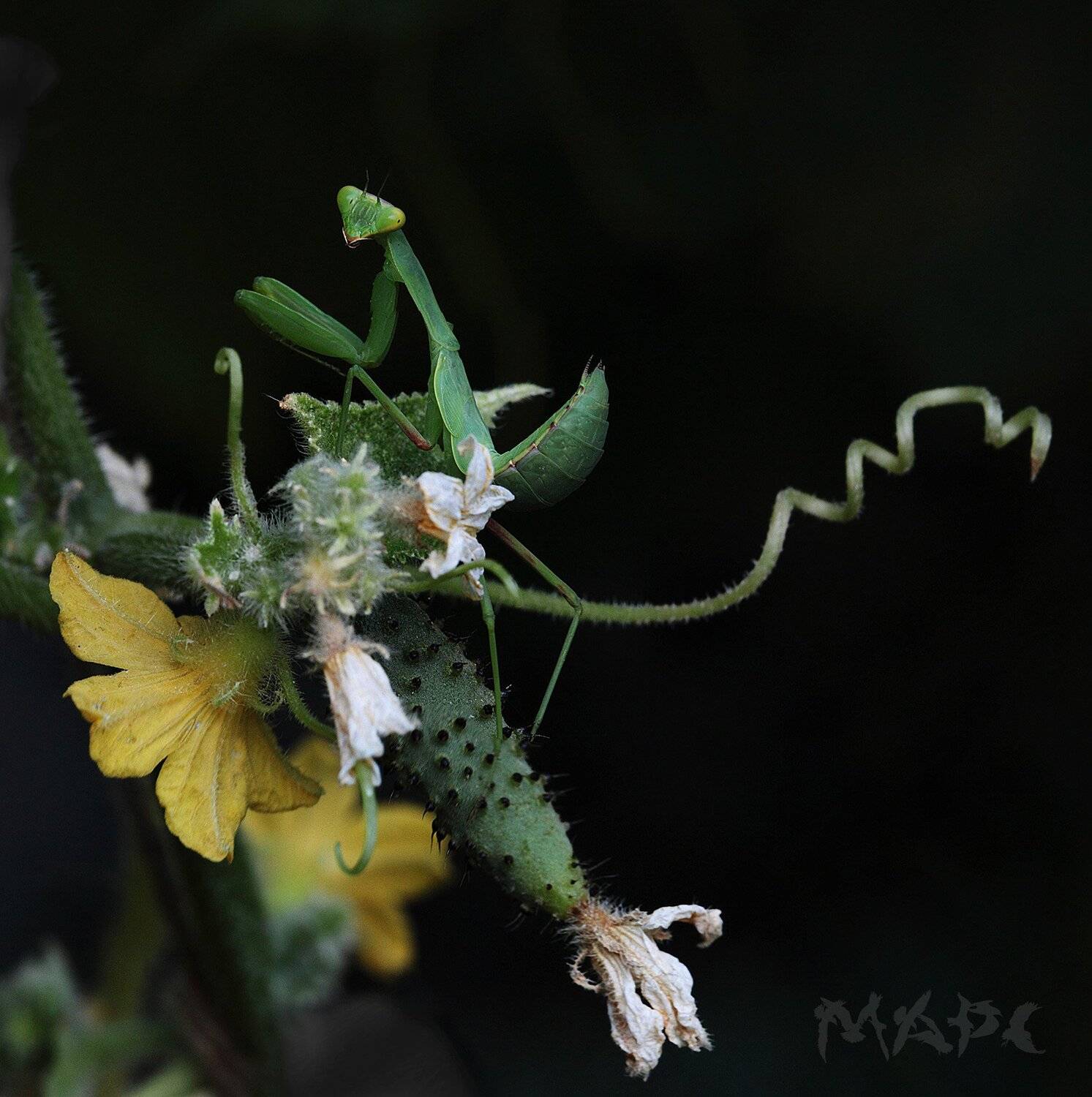 , Шангареев Марс