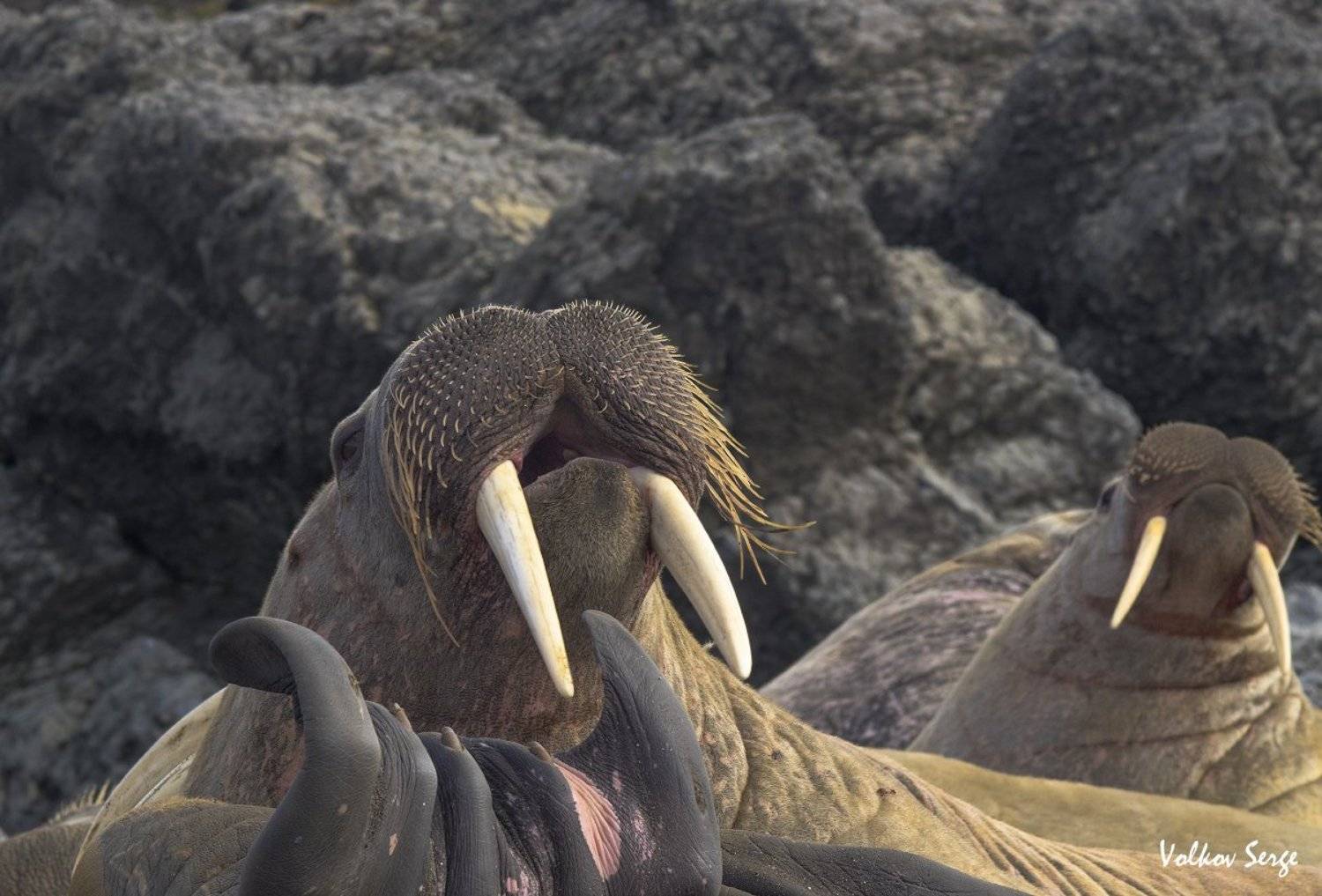 Odobenus rosmarus, Арктика, Атлантический морж, Дикая природа россии, Дикие животные, Ластоногие, Ненецкий заповедник, Сергей Волков