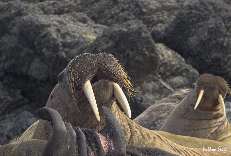 Odobenus rosmarus, Арктика, Атлантический морж, Дикая природа россии, Дикие животные, Ластоногие, Ненецкий заповедник Ласты веером фото превью