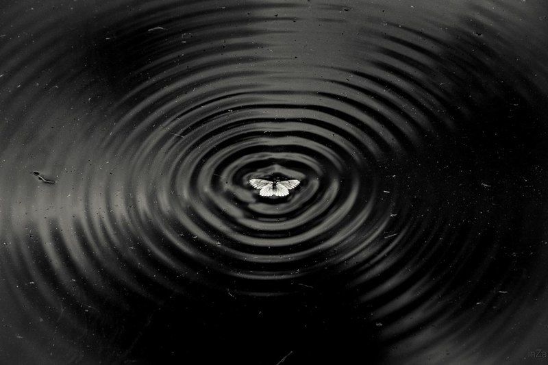 ни взлететь ни утонуть фото превью