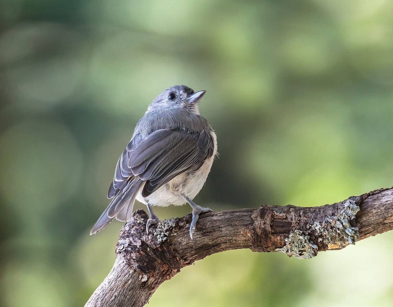 животные, лето, природа, птицы,фотоохота,, Антонина