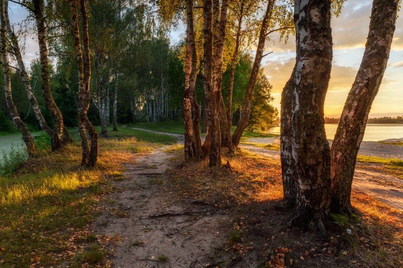 В роще березовой фото превью