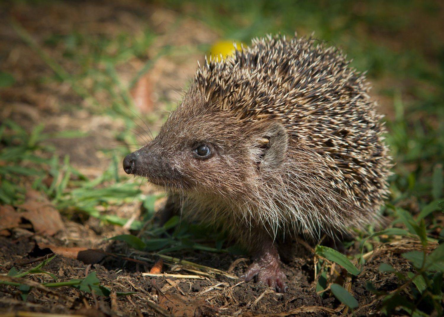 , Андрей Канышев