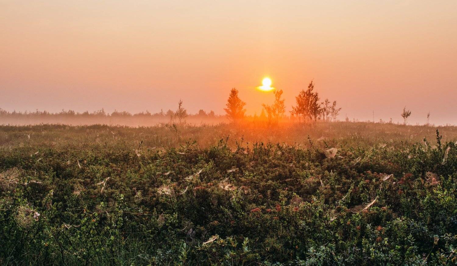 паутина, салехард, сибирь, утро, ямал, Настя Братка