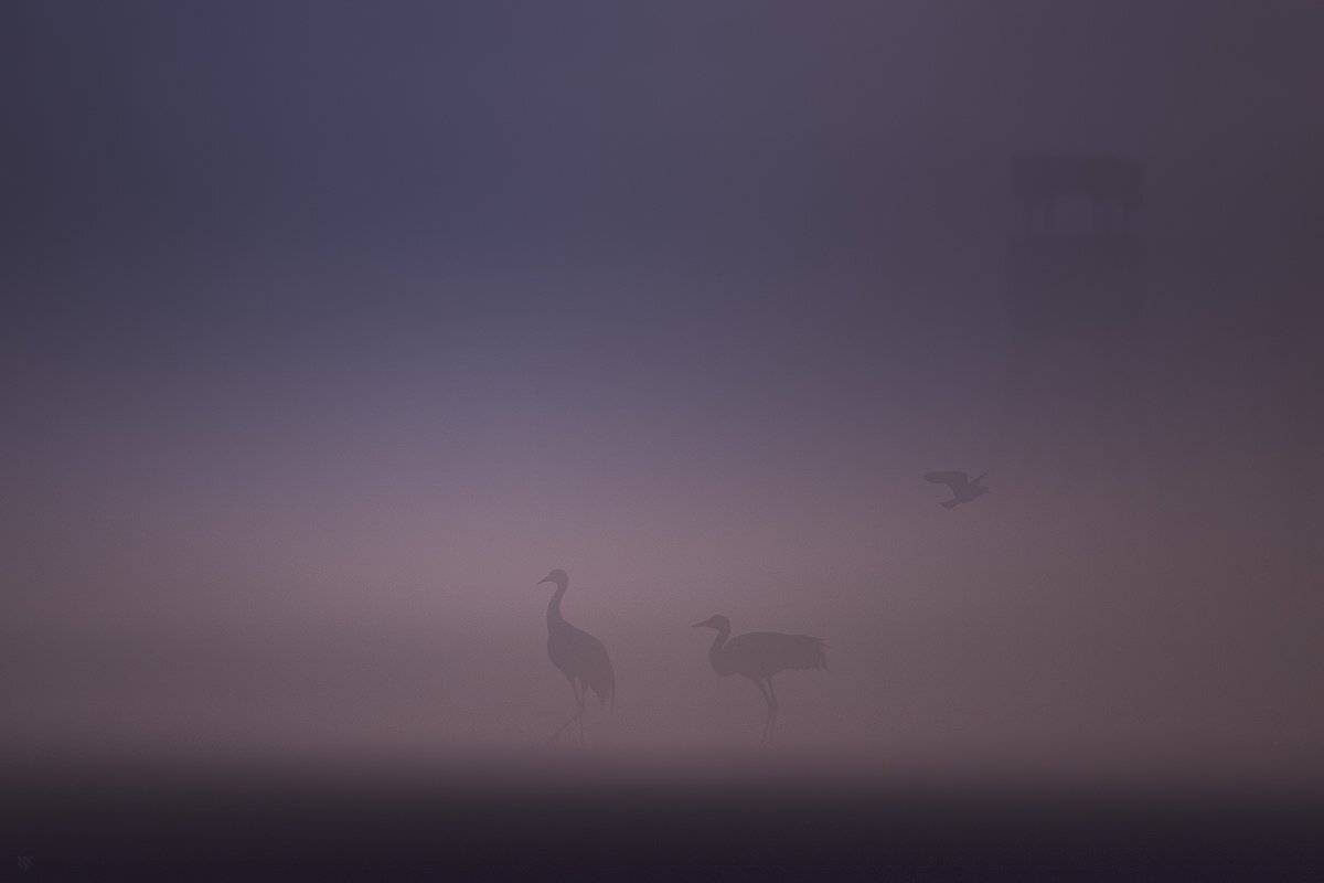 birds, fog, crane, lapwing, Wojciech Grzanka