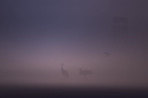 Birds in the fog