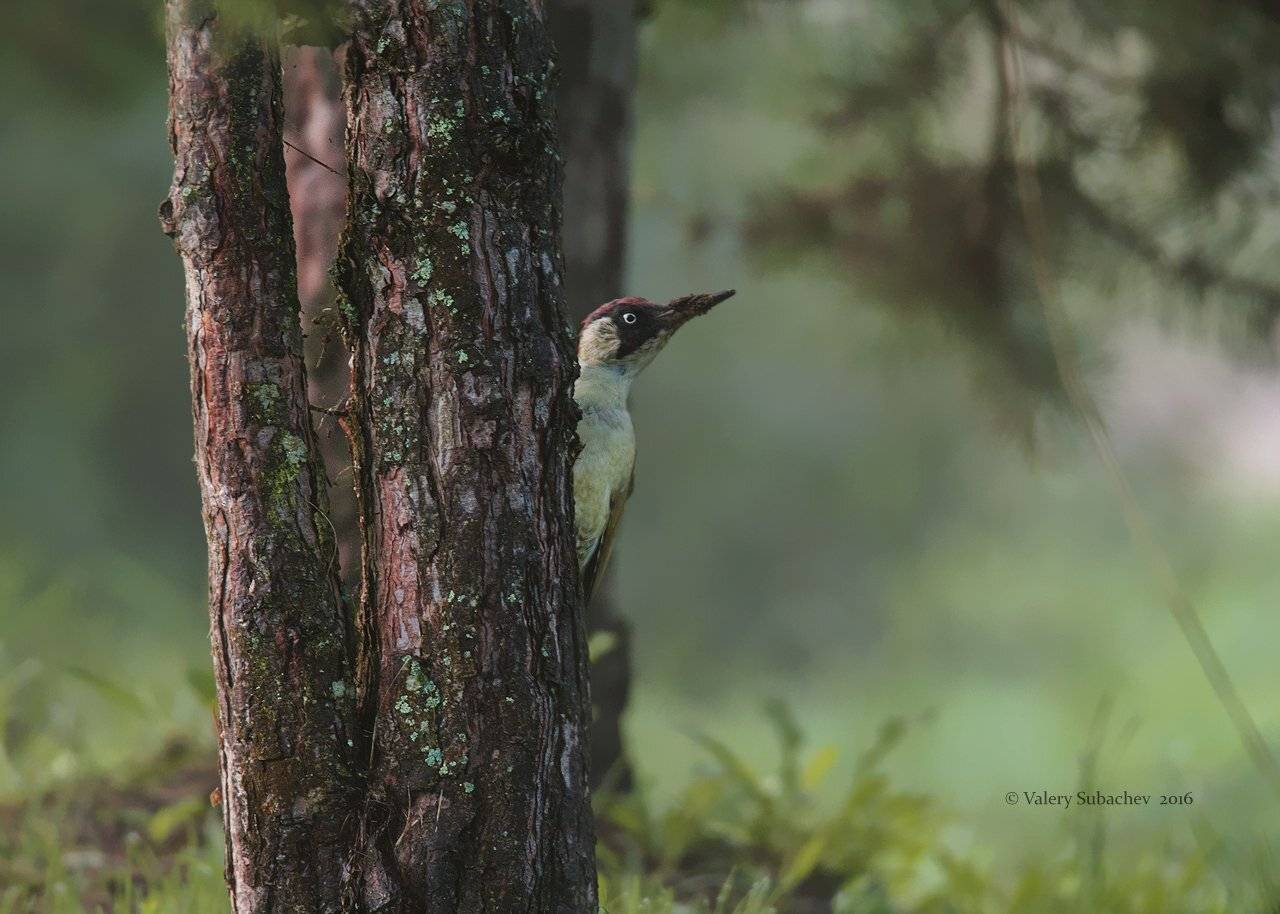 , Валерий Субачев
