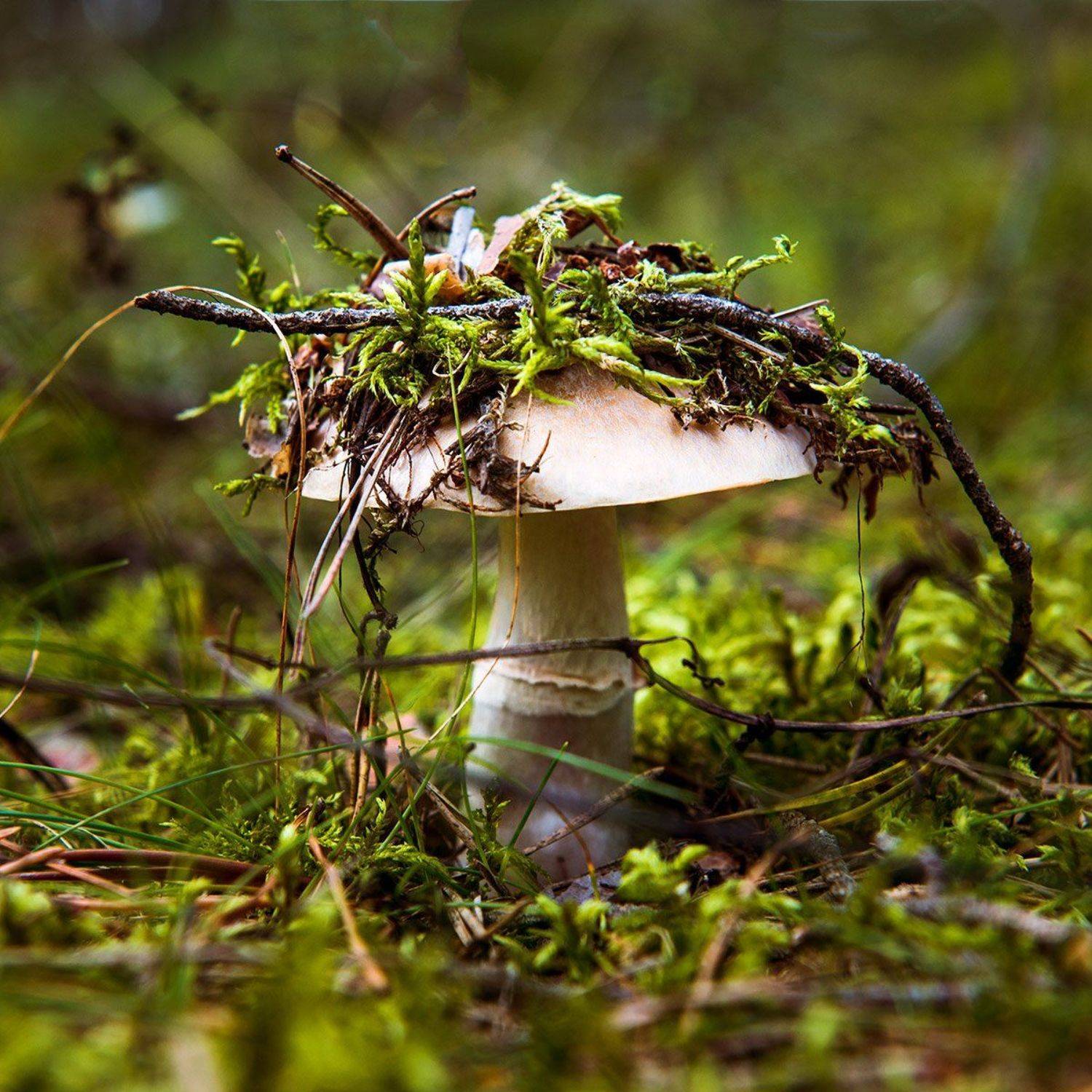 fashion, forest, mushroom, dansiga