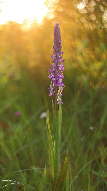 Орхидея, Ятрышник рыхлоцветковый ятрышник рыхлоцветковый фото превью