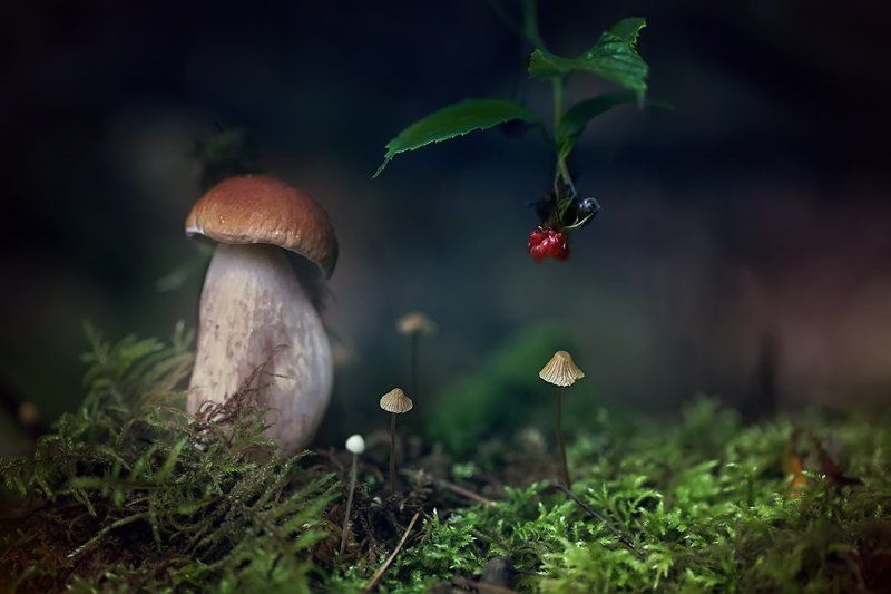 Лесгрибы.ягоды ..вот компания такая..))) фото превью