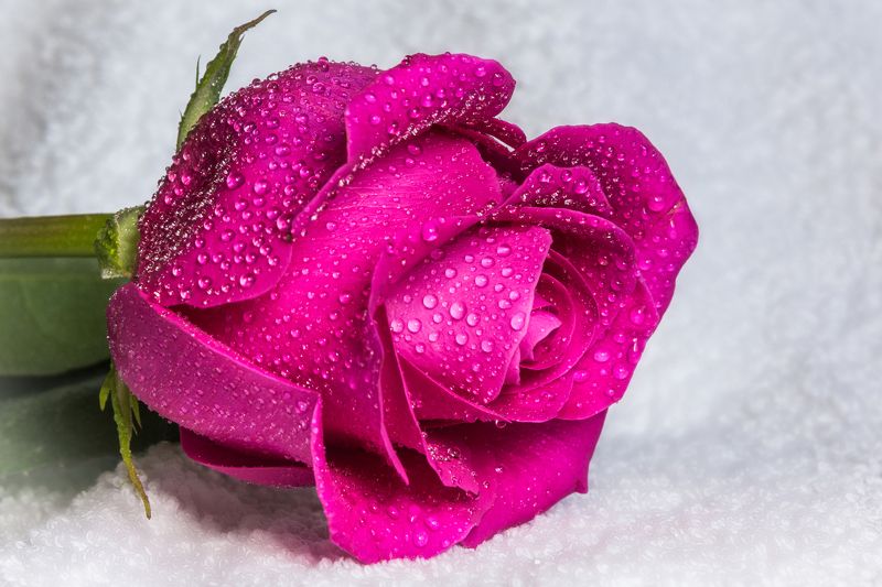 роза, роса, цветы, цветение, лето, сад, макро, крастоа Rose and dew фото превью