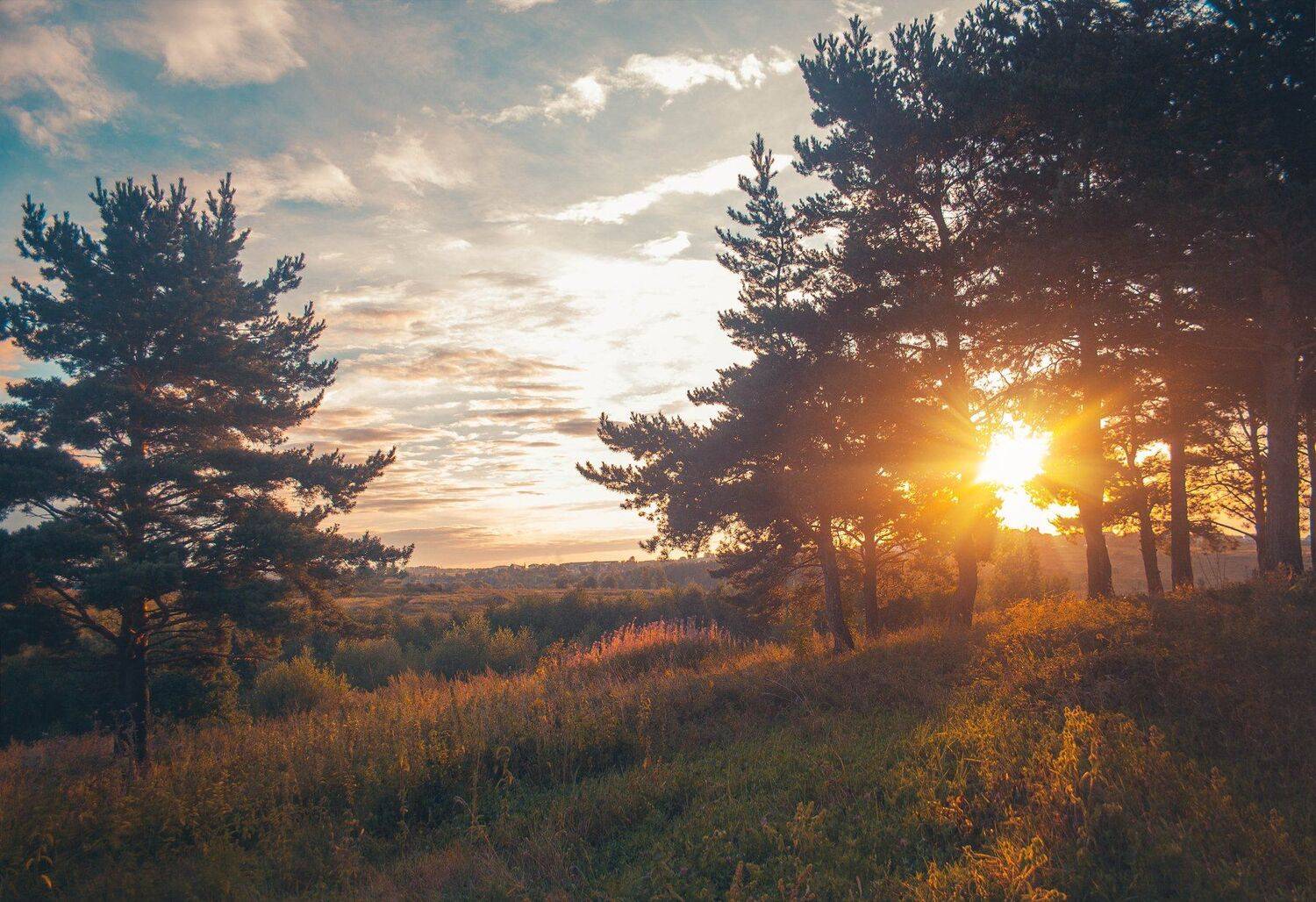 природа, фото, пейзаж, утро, рассвет, лес, Екатерина