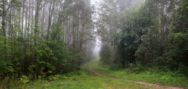лес, туман Русский лес ) фото превью