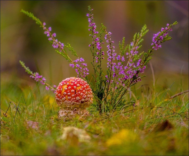 Мухоморчик) фото превью