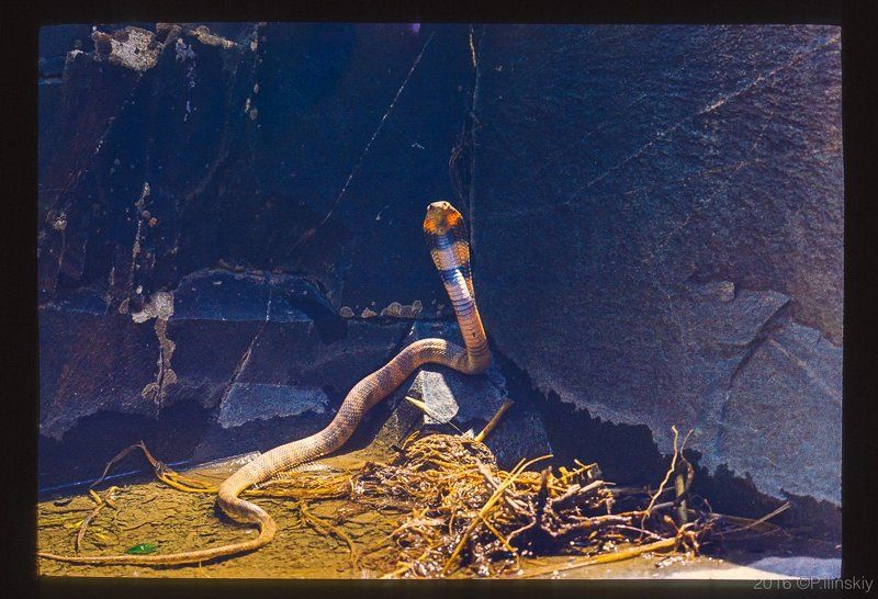 Опасная встреча фото превью