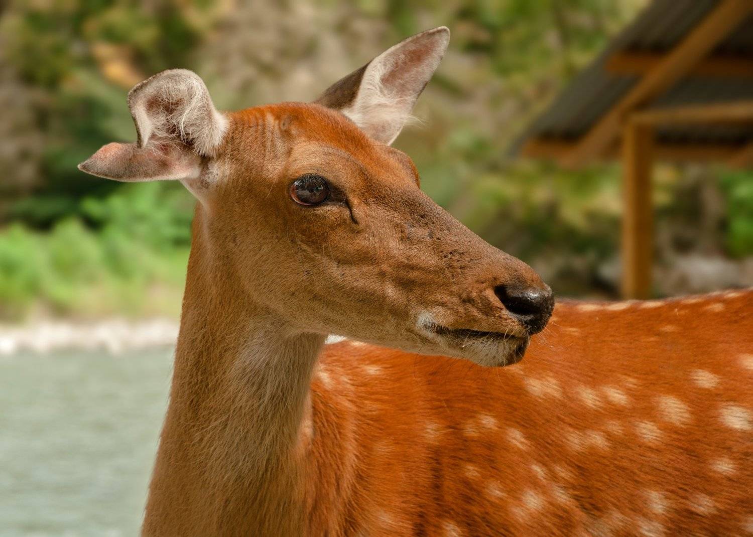 , Олег Богданов