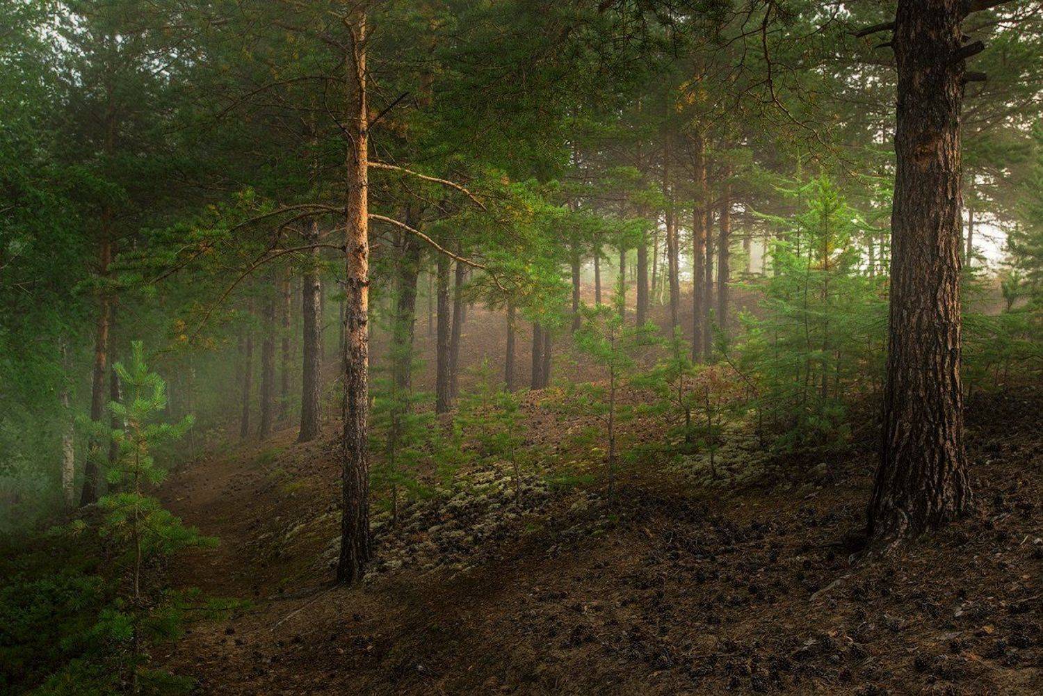 утро, пески, туман, чара, чарские пески, сосны,, Дмитрий Демидчик