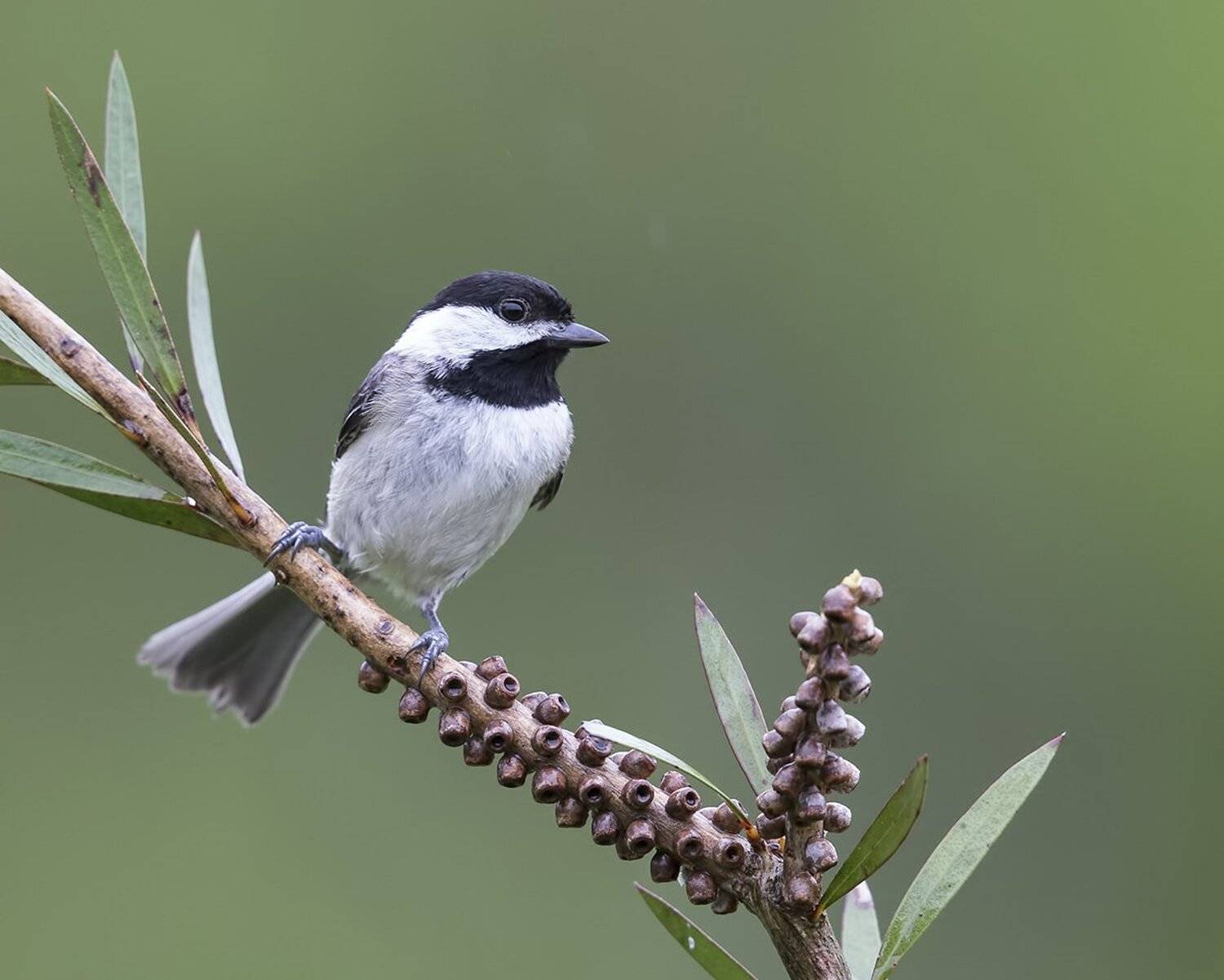 черношапочная гаичка, black-capped chickadee, синичка, Elizabeth Etkind