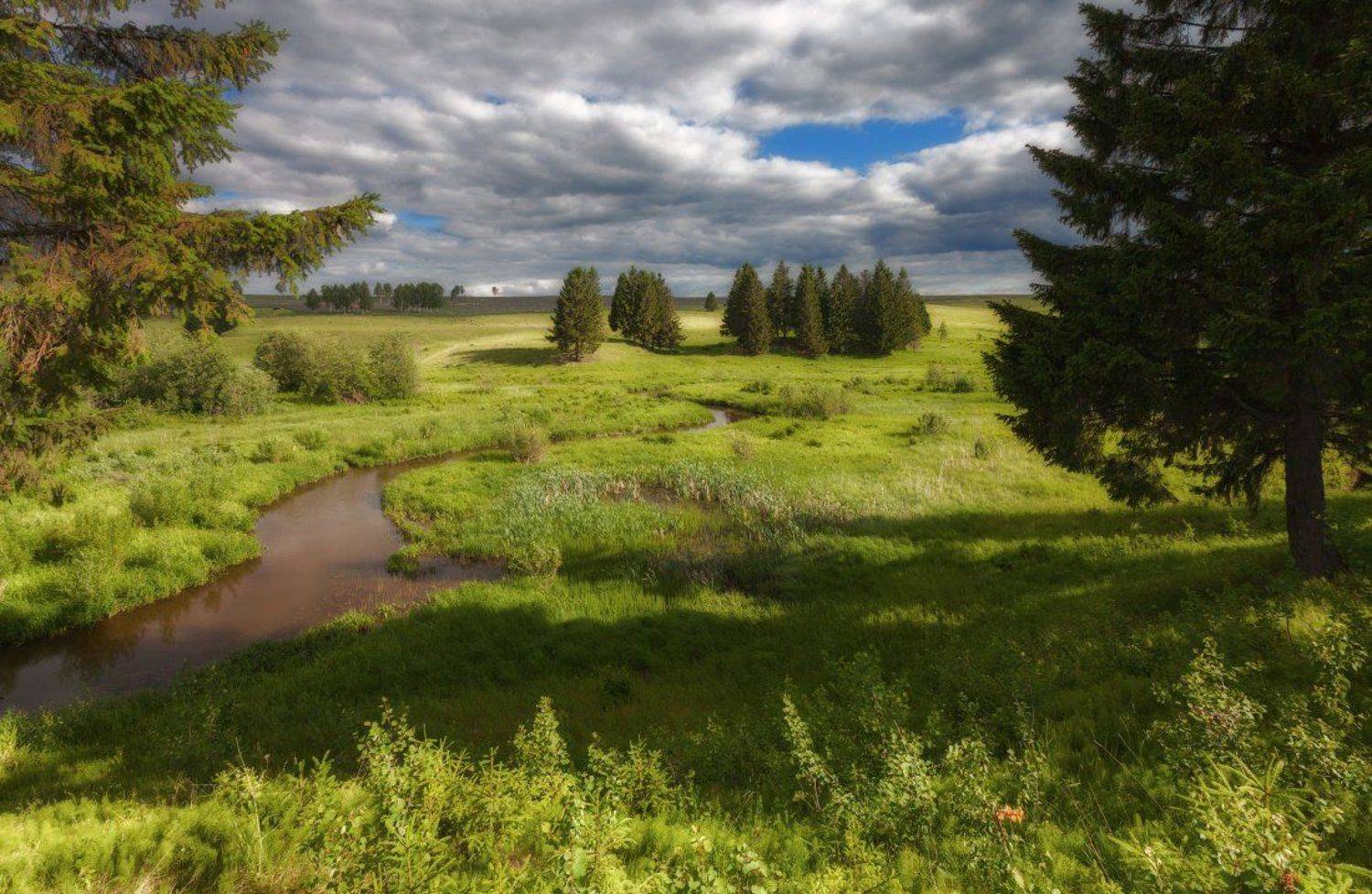 Трава зелень лес елки облака весна, Георгий Машковцев