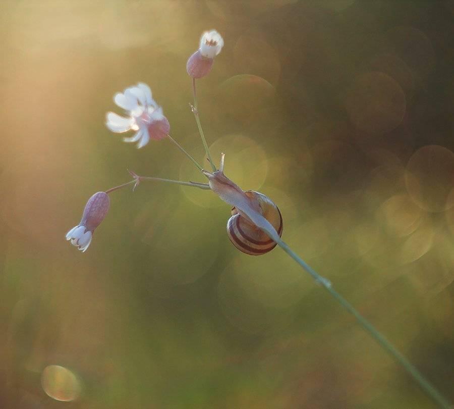 , Pawel Plucinski