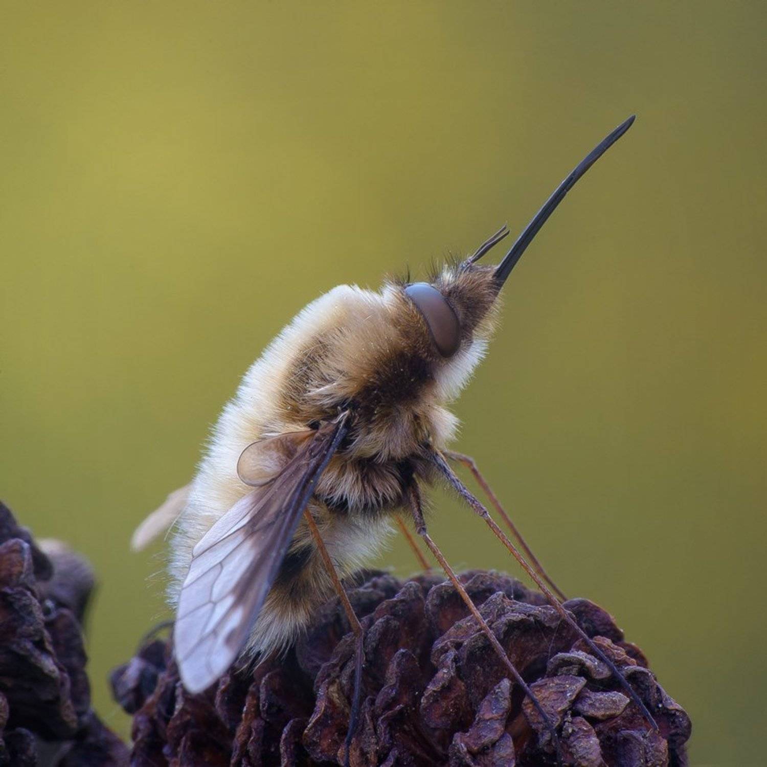 , Кузнецов Дмитрий