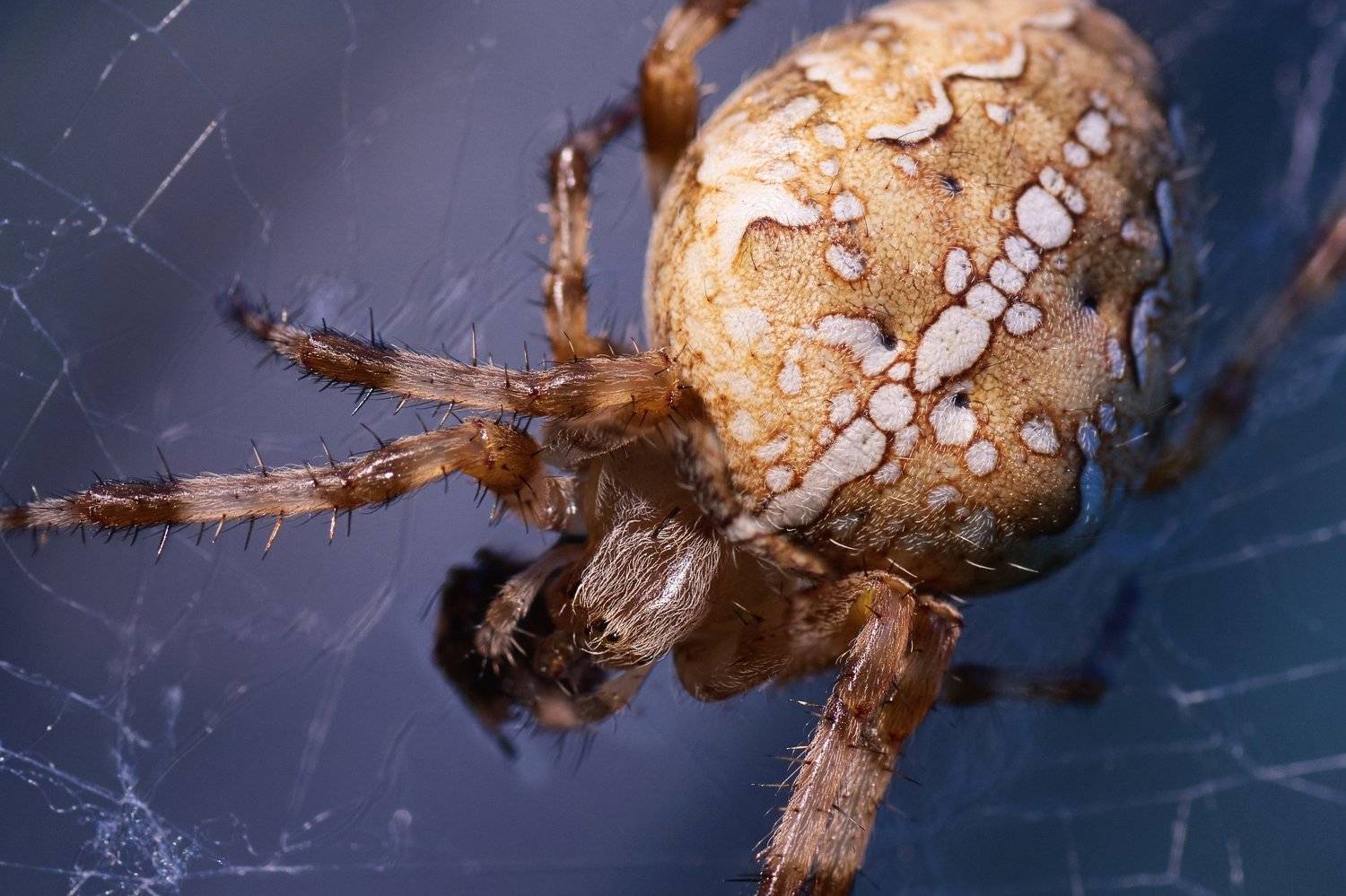 Araneus, паук, крестовик, макро, Георгий Муравьёв