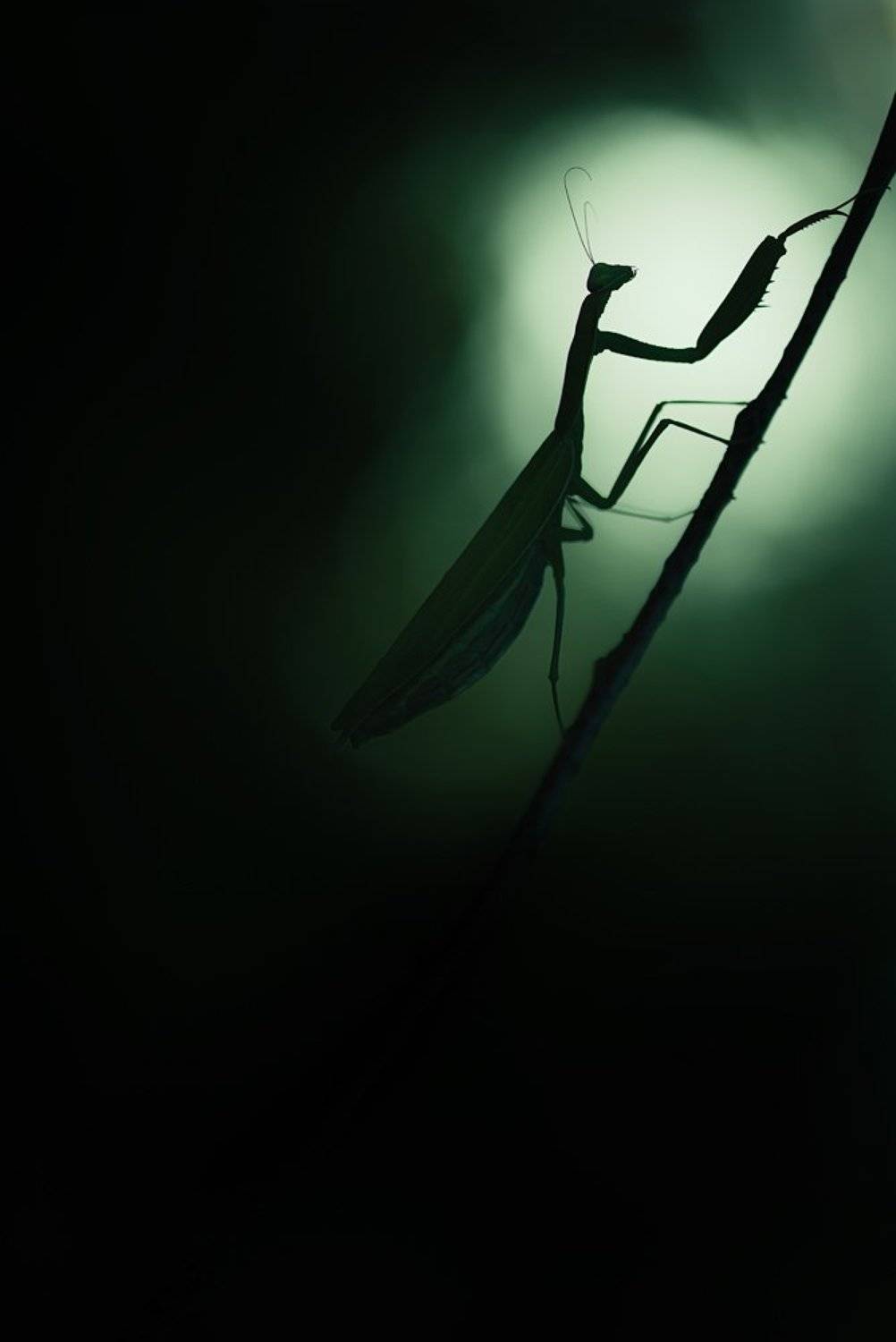 богомол, Evgeny Melnikov