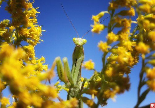 Самка богомола..