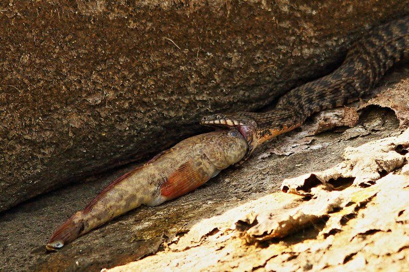 А-а-ам! фото превью