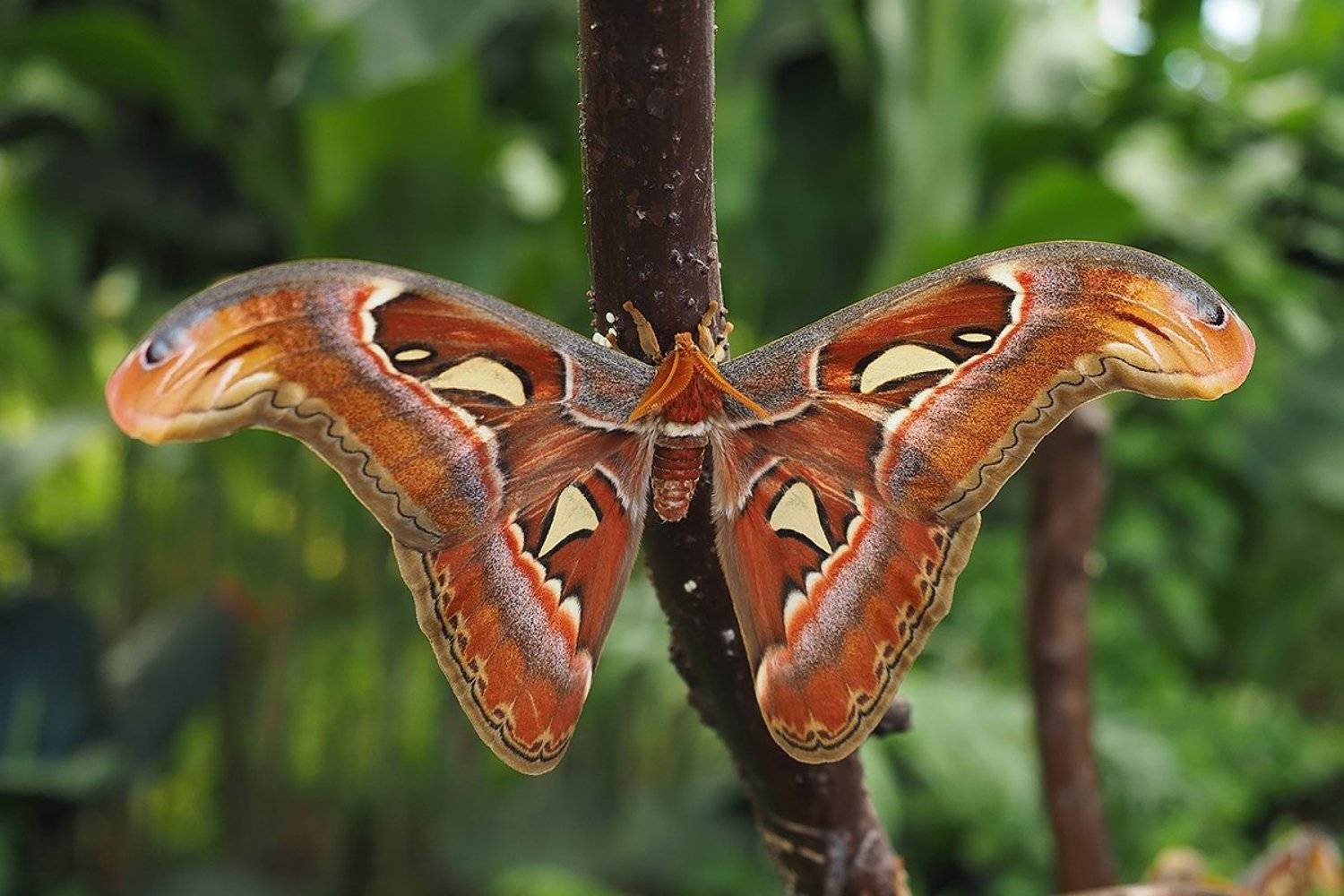 , Игорь Дубровский