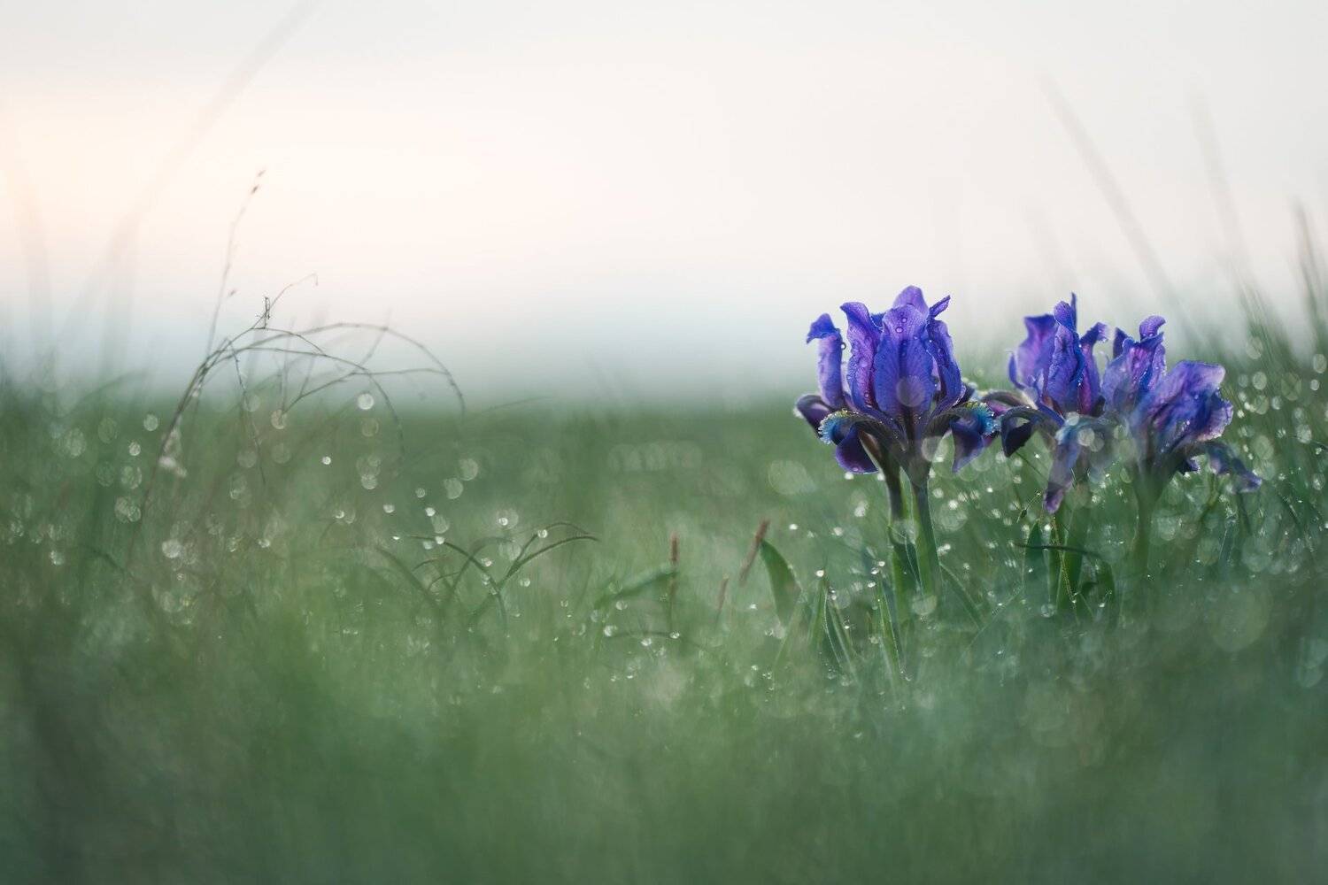 ирис,природа,макро,цветы,дикиецветы,wildflower,flowers,flower,macro,nature, Александр Иванов