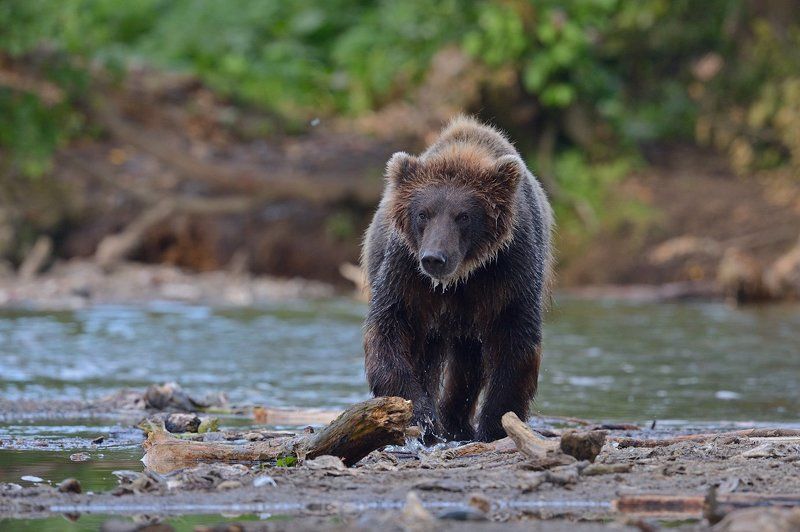 Бурый медведь *** фото превью