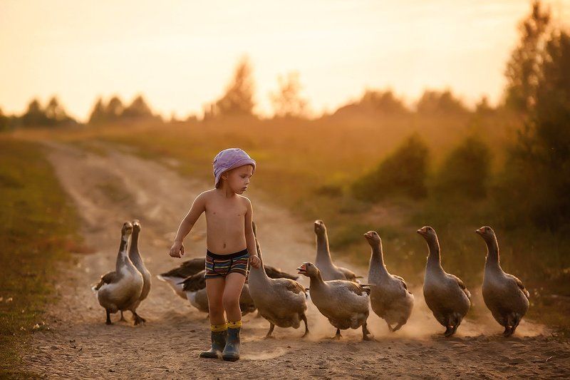 Гуси-лебеди фото превью