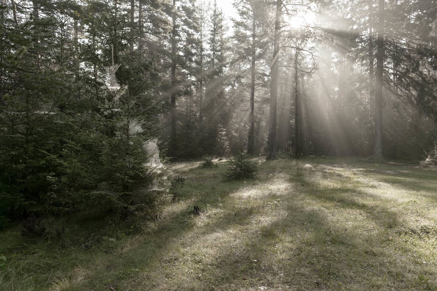 , Наталья Деменкова