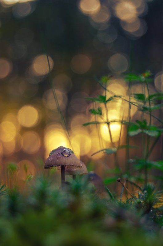 Боке, Бор, Гриб, Желтый, Закат, Зеленый, Мох, Несъедобный, Поганка, Трава Несъедобный фото превью