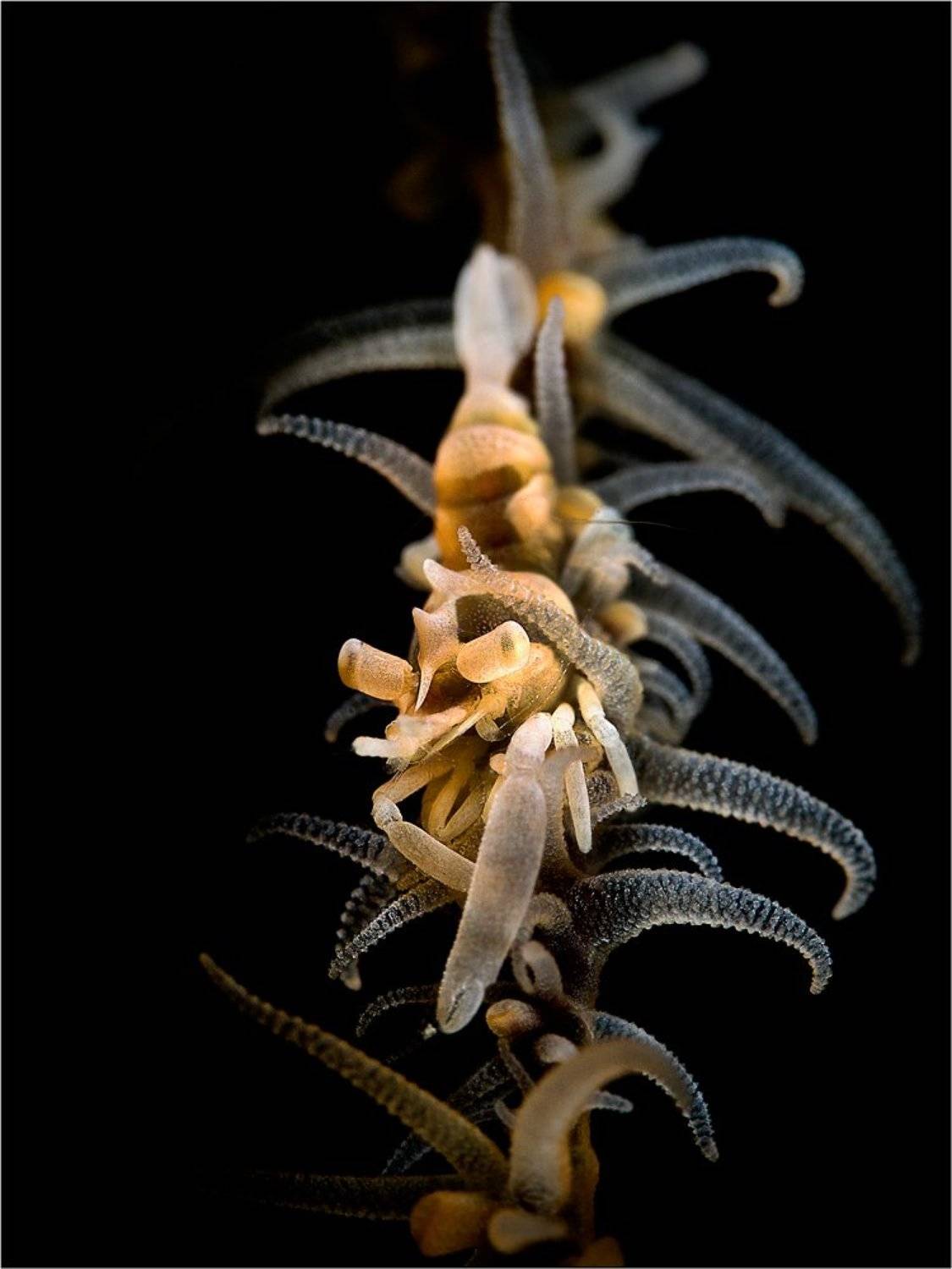Zanzibar whip coral shrimp, North Sulawesi, Indonesia, underwater photography, Олег Федин
