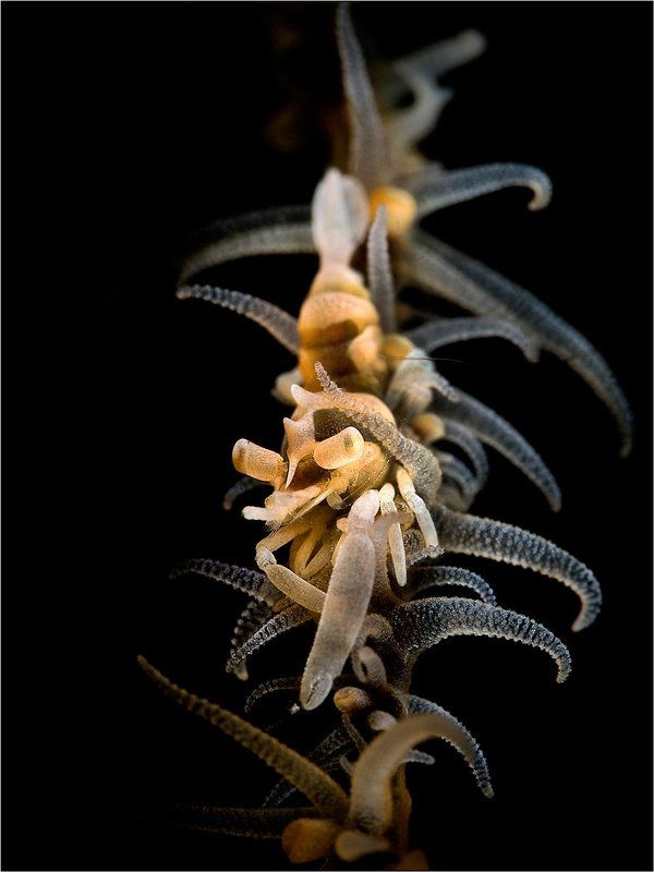 Zanzibar whip coral shrimp, North Sulawesi, Indonesia, underwater photography Zanzibar whip coral shrimp фото превью