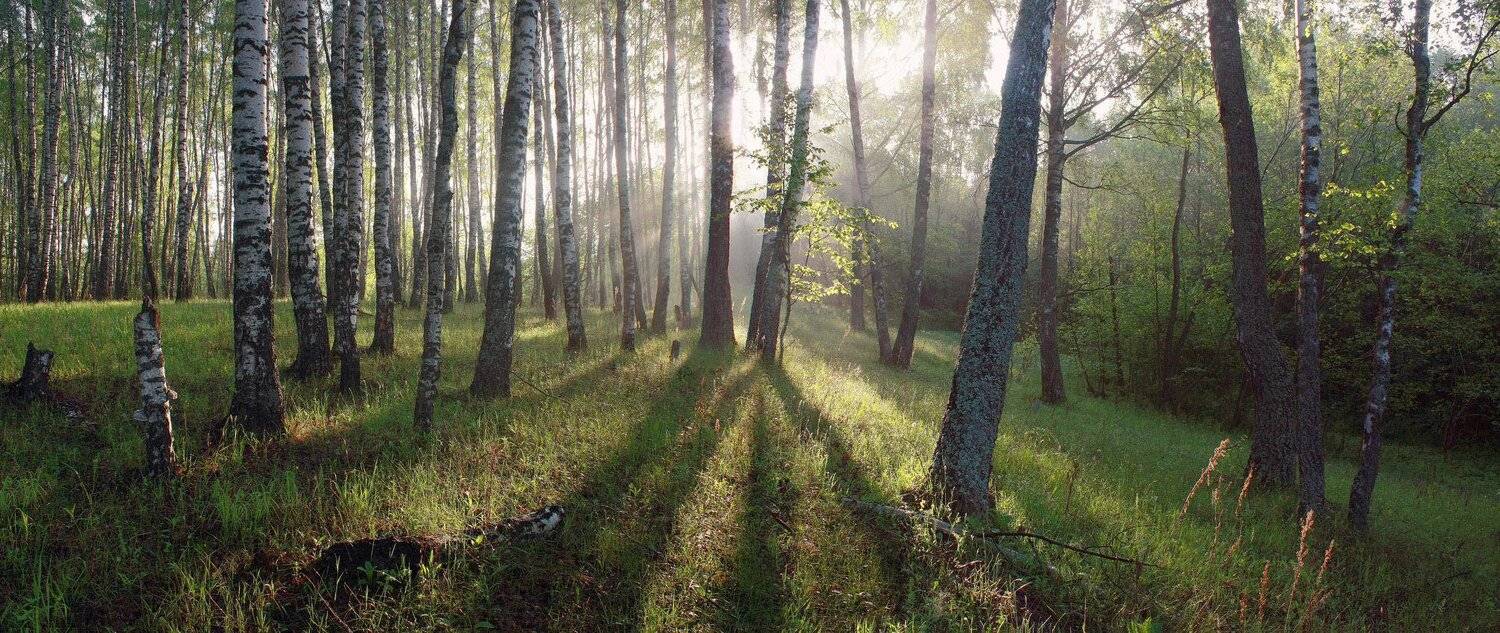 лес, весна, Свистков Александр