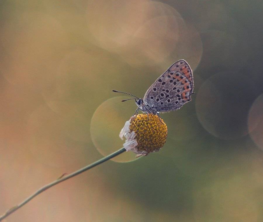 , Pawel Plucinski