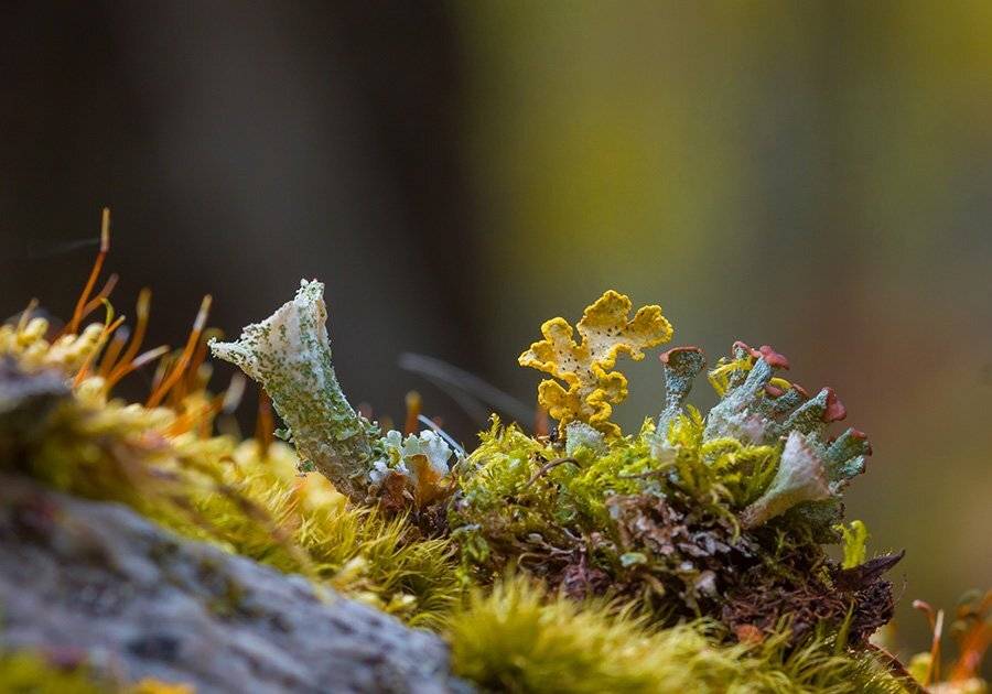 Природа, мох, лишайники, макросъемка, Александр Кожухов