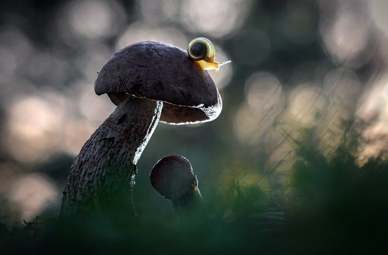 Солнца луч усталый в небесах растает. фото превью